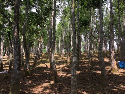 亚洲种植园资本成首家沉香木投资获监管批准的公司
