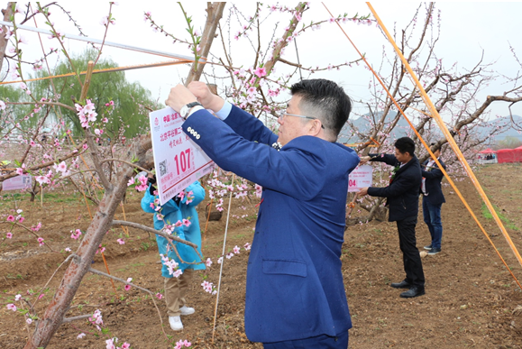 京东物流欲送平谷大桃进300城,叫响北京水果第