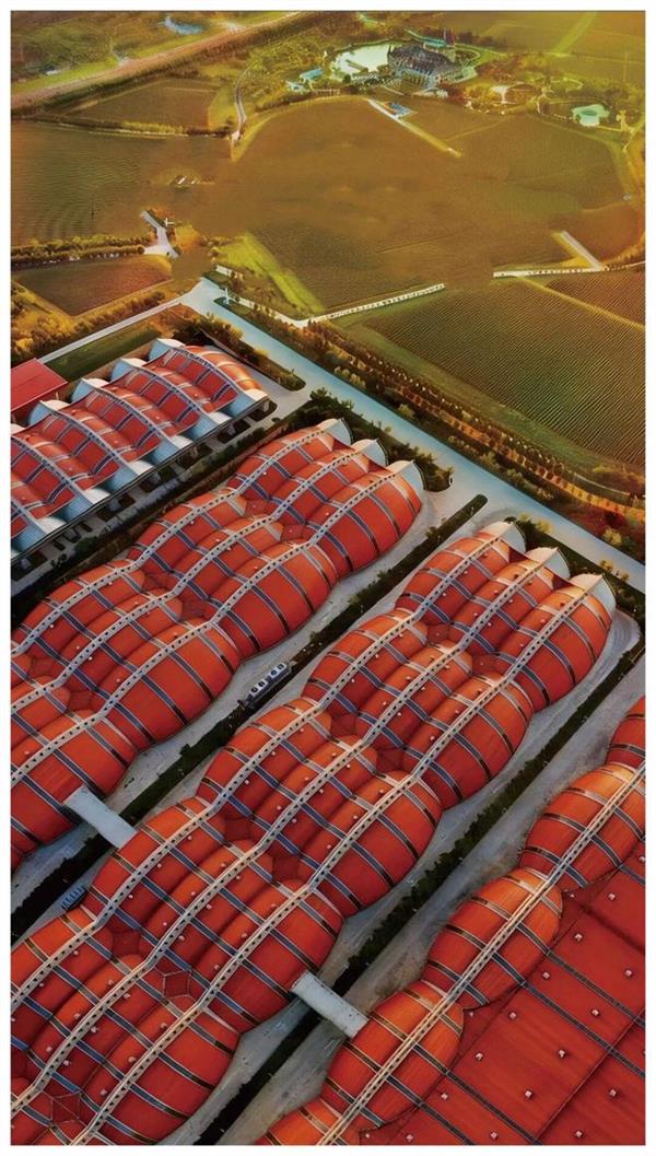 俞敏洪打卡张裕，现场“扛桶”种草了什么？(图1)