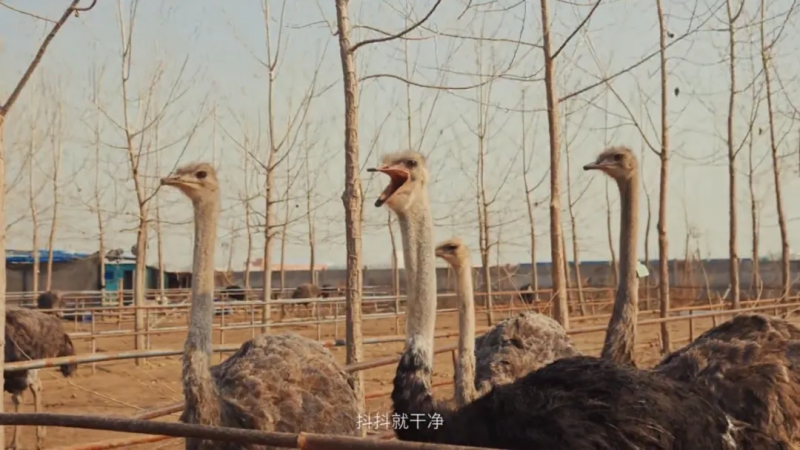 抖音电商“同行者”直播鸵鸟吃白菜走红，一天卖出超2000支鸵鸟毛掸