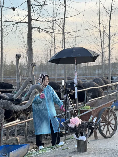 抖音电商“同行者”直播鸵鸟吃白菜走红，一天卖出超2000支鸵鸟毛掸