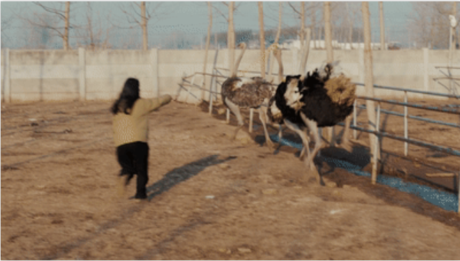 抖音电商“同行者”直播鸵鸟吃白菜走红，一天卖出超2000支鸵鸟毛掸