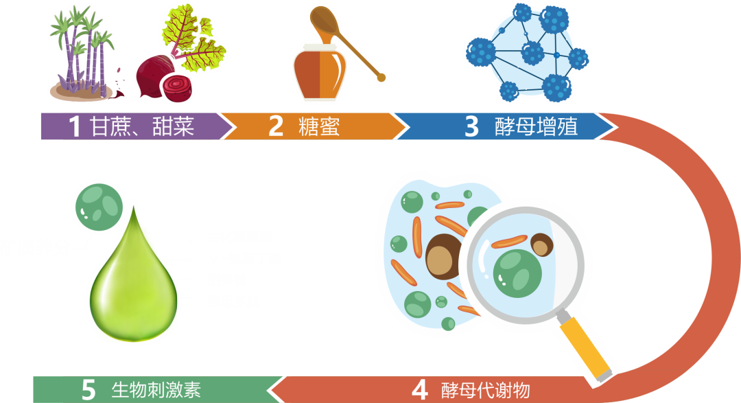 安琪福邦酵母营养肥践行农业可持续发展