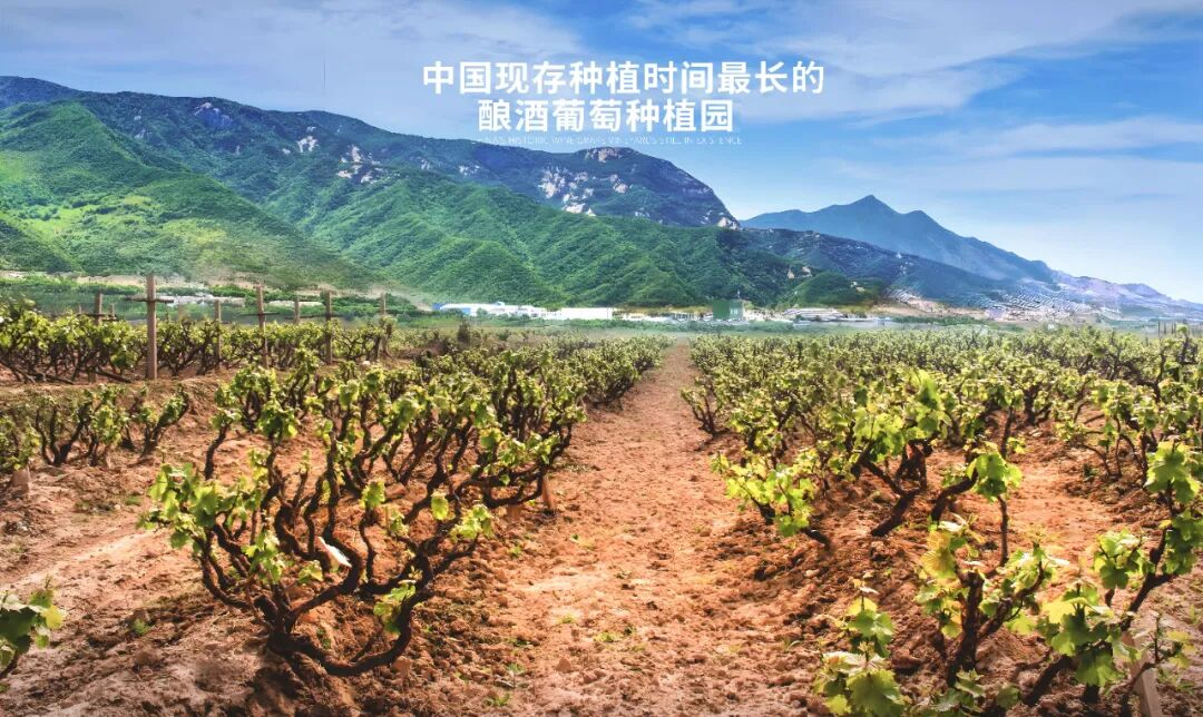 长歌AI葡萄酒体验中心开放！偏甜葡萄酒纷纷“涨停”(图5)