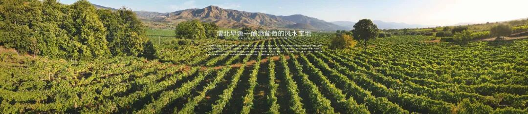长歌AI葡萄酒体验中心开放！偏甜葡萄酒纷纷“涨停”(图10)