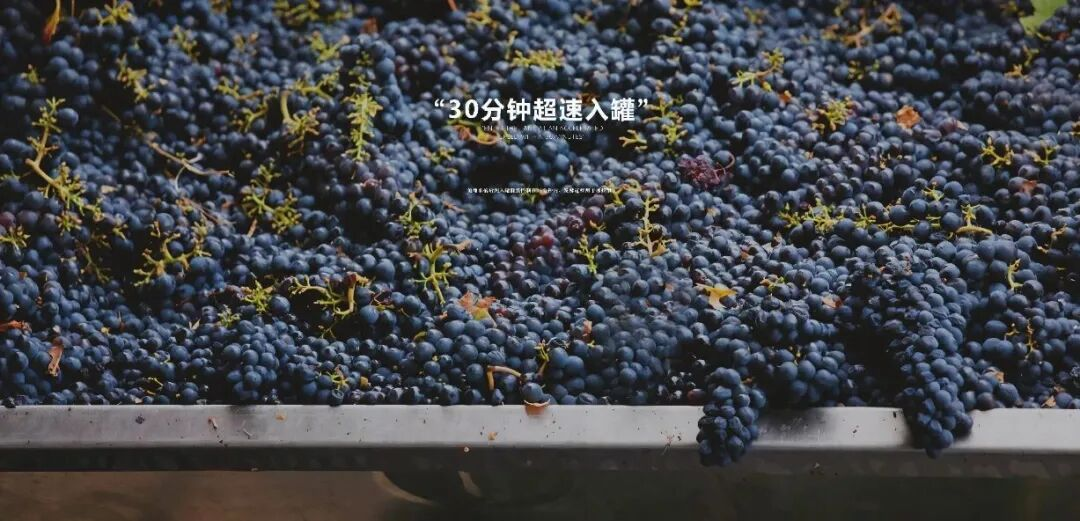 长歌AI葡萄酒体验中心开放！偏甜葡萄酒纷纷“涨停”(图19)