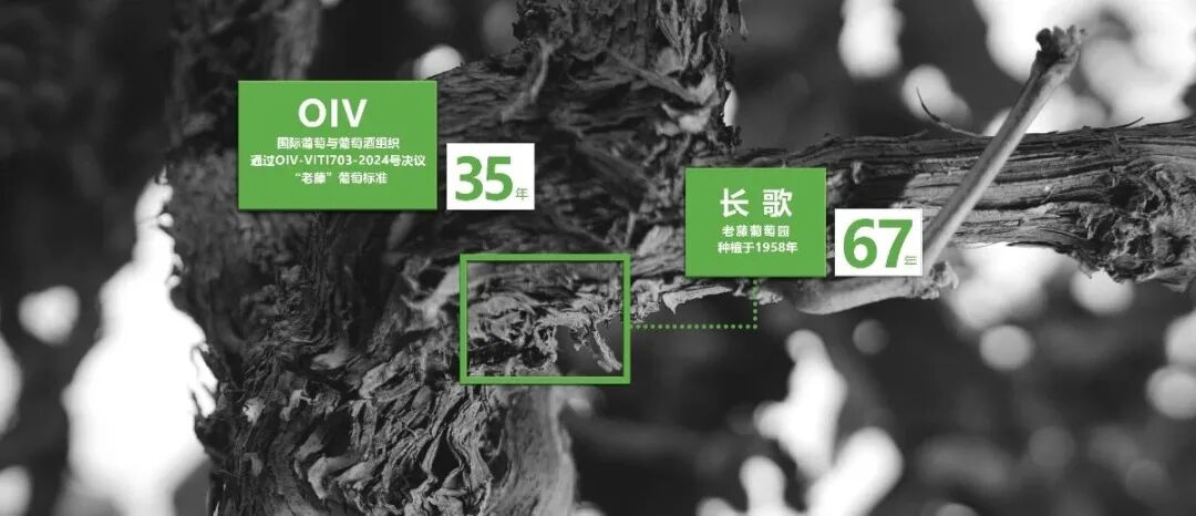 长歌AI葡萄酒体验中心开放！偏甜葡萄酒纷纷“涨停”(图9)