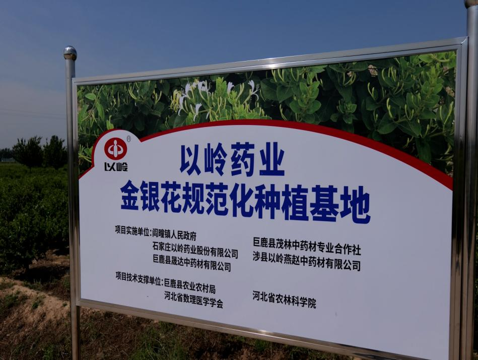 从源头提升中药质量，以岭药业金银花种植基地通过GAP延伸检查(图3)