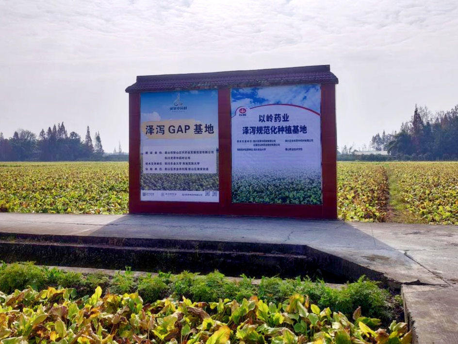 从源头提升中药质量，以岭药业泽泻种植基地通过GAP延伸检查(图3)