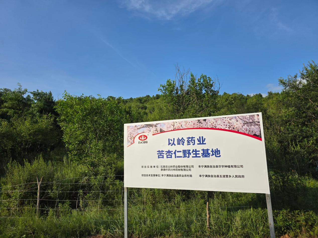 源头质控再加码!以岭药业万亩苦杏仁野生基地通过GAP延伸检查(图3) 源头质控再加码!以岭药业万亩苦杏仁野生基地通过GAP延伸检查(图3)