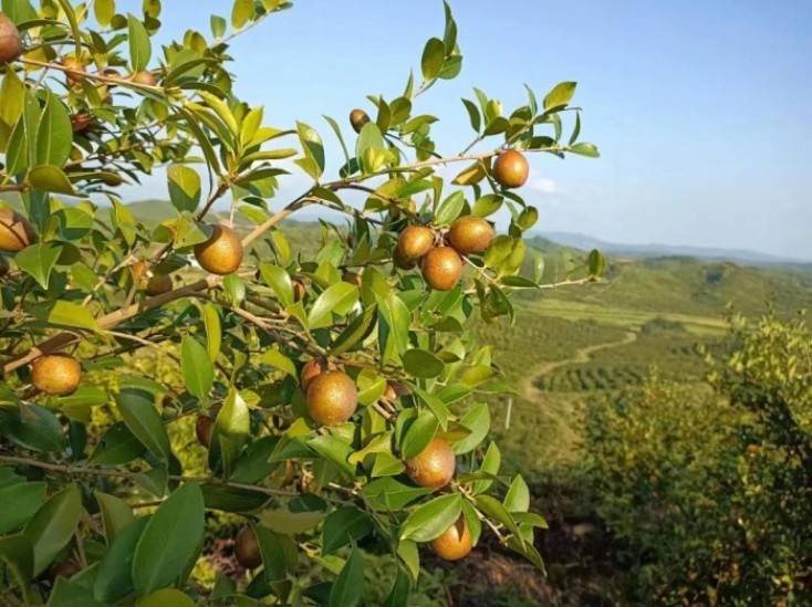 江西高位推动油茶产业高质量发展和油茶生产任务落实落细落地