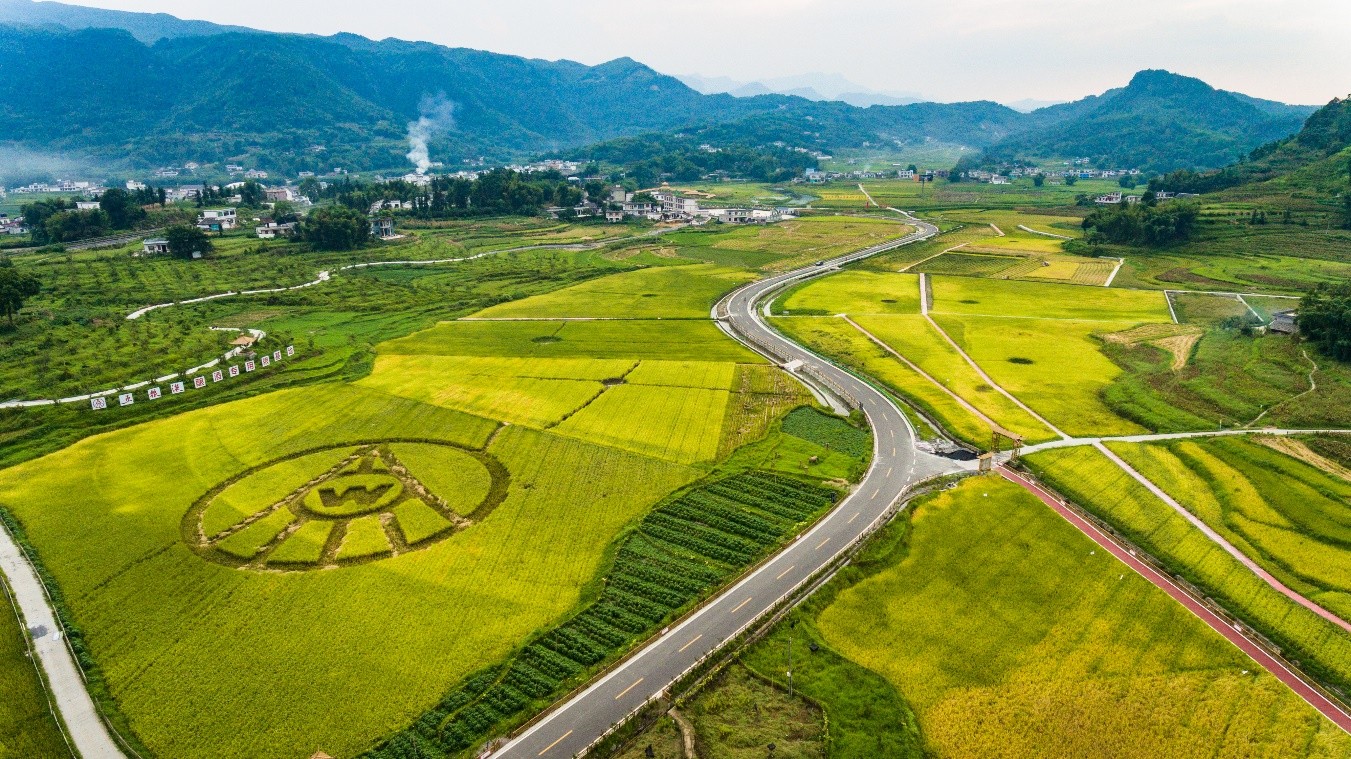 入伏以来,四川省宜宾市翠屏区白花镇的五粮液专用粮基地内一片年丰时