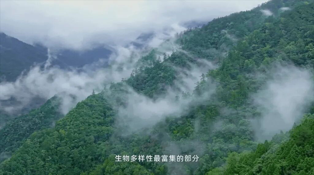 “与吴磊共赴多样武夷”，原来公益可以这么玩？